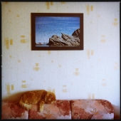 кошачьи сны