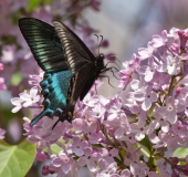 Привычный экзот