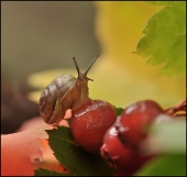 Кони к бою...