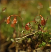 Её величество...