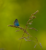 На перекрестке...