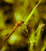 Натянув тетиву...