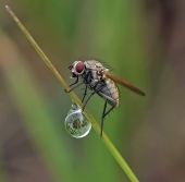 Продавщица капель... Продавщица капель...
