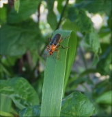 Безветрие... Безветрие...