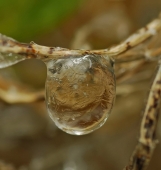 Чистые воды...