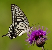 Papilio xuthus
