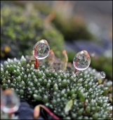 ДУБль... ДУБль...