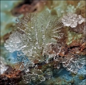 Ворона-2.. Ворона-2..