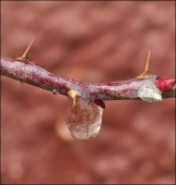 Чистая отдушина...