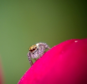 Прыгать или не прыгать? Вот в чем вопрос...