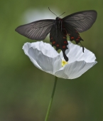 Черное и белое