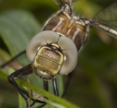 Портрет стрекозы