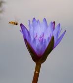 На экзотику