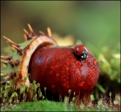 Две половинки... Две половинки...