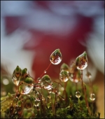 Рваная осень...