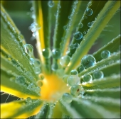 Гнездо кукушки...