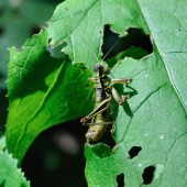 во жрет то:)))