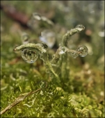 Три элемента...