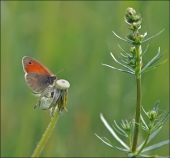 Морковка... Морковка...