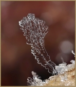 Нежная глазурь...