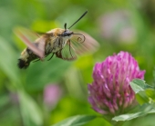 На клевер На клевер