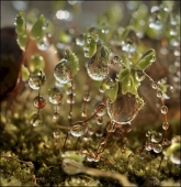 Окуньки 3d-(вариант без улитки)...