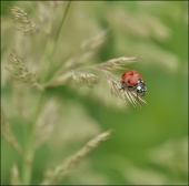 Лакированная мечта-1...