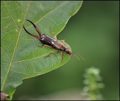 Редкая КРАСОТА... Редкая КРАСОТА...