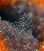 Костяное помело...