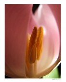 несущие радость девушкам