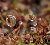 Шарики-Лошарики... Шарики-Лошарики...