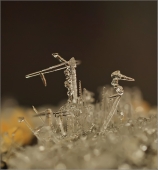 Немо... Немо...