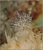 Стойкий зимний лепесток...