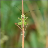Упражнение с шестом...