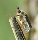 Невиноватый Я..