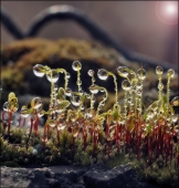 Лунная ночь... Лунная ночь...