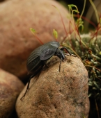 Я на камешку сижу...