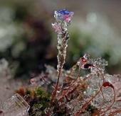 К ,,,празднику..