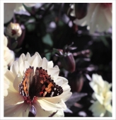 Несколько вхмахов