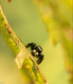 Боксёр... Боксёр...