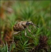 Невесомость-друг... Невесомость-друг...