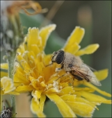 Без мечты...