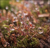 Апельсины...