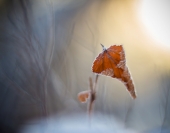 В ожидании тепла...