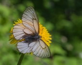 В продолжение маленькой серии...