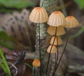 Вот такие грибочки #1