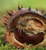 Мультики-пультики...