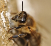 весна пришла... весна пришла...