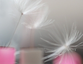 Иллюзии присутствия