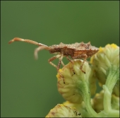 Пижма в плену...